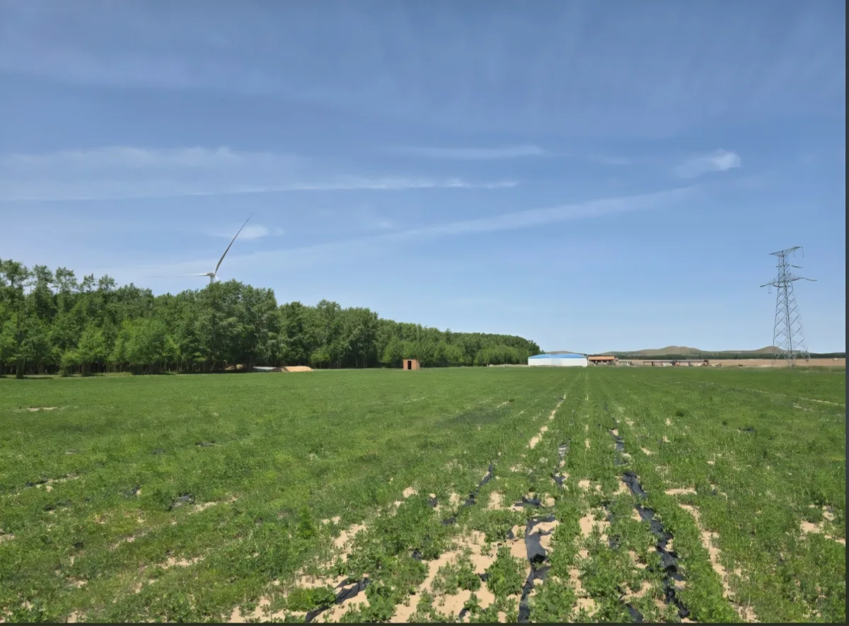Raw field land under observation for the Dawg Gone Pet Global R&D estate.