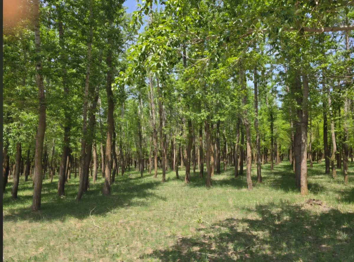 Woodland area within the 100-acre estate.